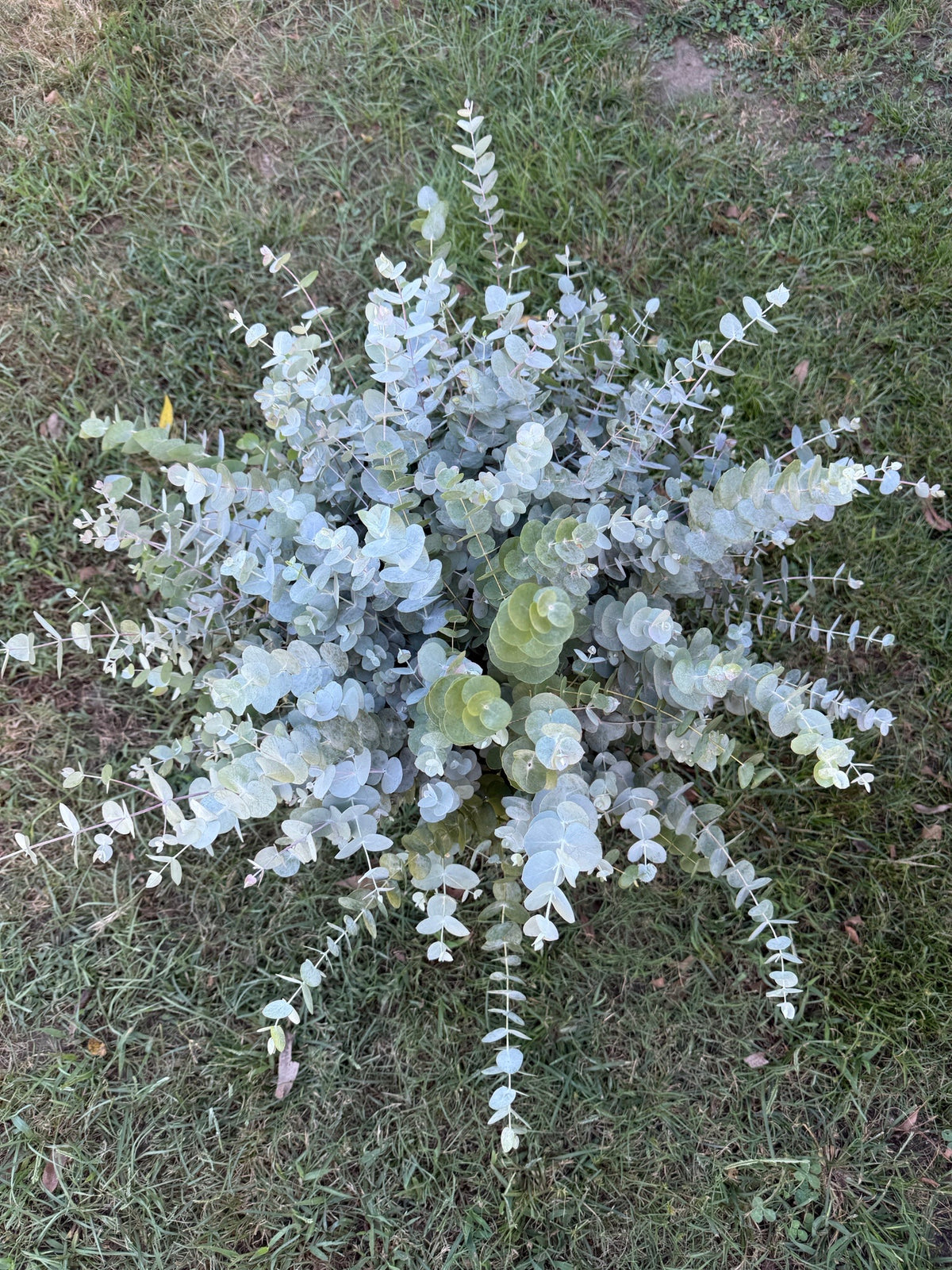 Eucalyptus Workshop