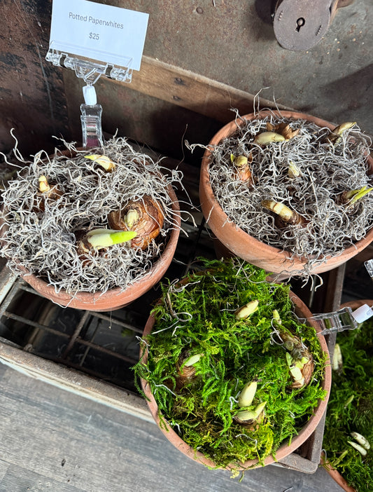Potted Paperwhites